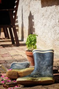 Potted plant on table against wall