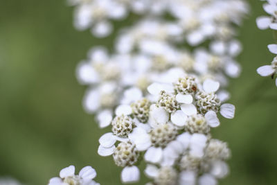 Close-up of white flowering plant