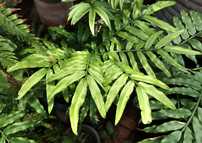 Full frame shot of leaves