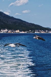 Seagulls flying over sea against sky