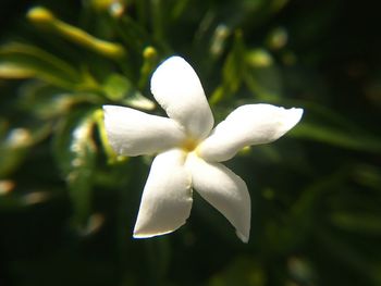 Close-up of white flower blooming outdoors