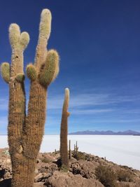 Cactus growing in desert against blue sky