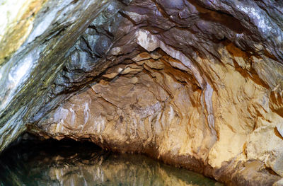 Full frame shot of tree trunk