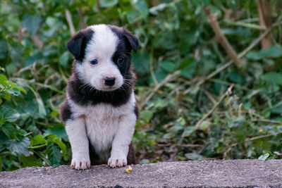 Portrait of puppy looking outdoors