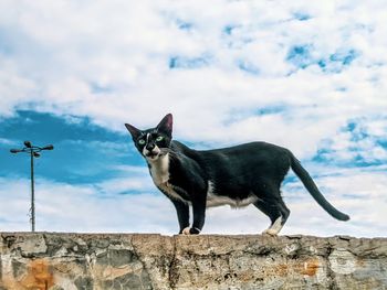 Portrait of black cat standing against sky