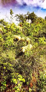 Plants growing on field