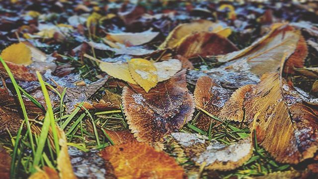 leaf, autumn, change, dry, season, leaves, nature, close-up, fallen, selective focus, field, tranquility, natural pattern, high angle view, day, outdoors, focus on foreground, fragility, beauty in nature, no people