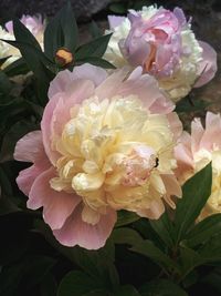 Close-up of pink rose bouquet