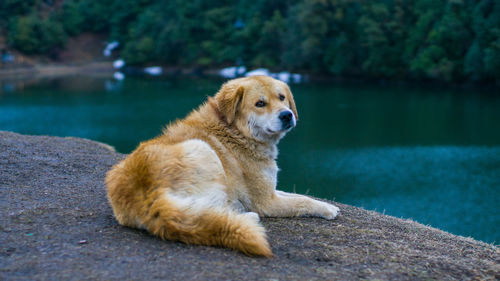 Dog looking away while sitting on lake