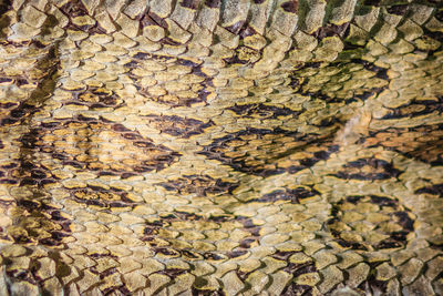 Full frame shot of butterfly on tree trunk