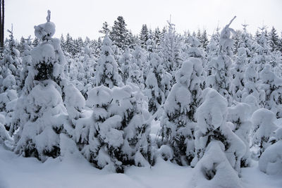 Snow covered forest against sky