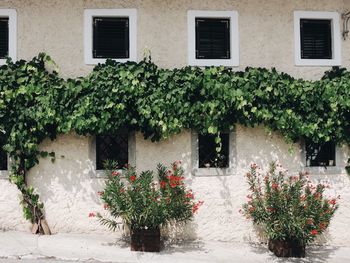 Plants growing outside building