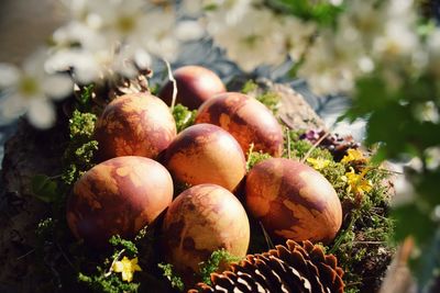 Close-up of fruits growing on field