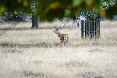 Deer in a field