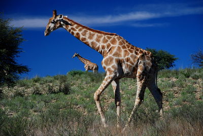 View of giraffe against sky