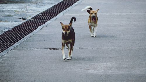 Dog on road