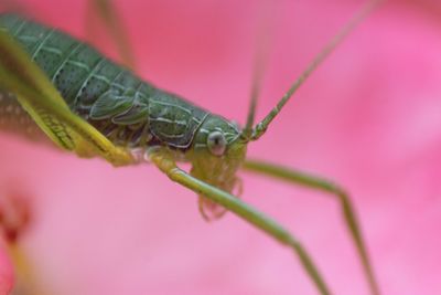 Close-up of insect