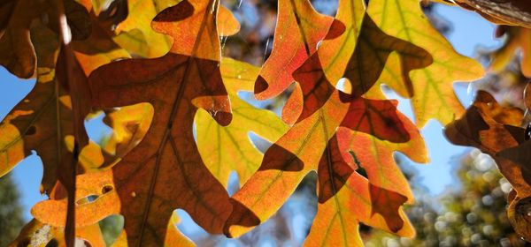 Low angle view of dry leaves