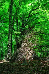 Trees in forest