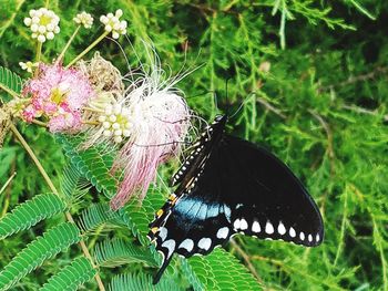 Close-up of butterfly on plant