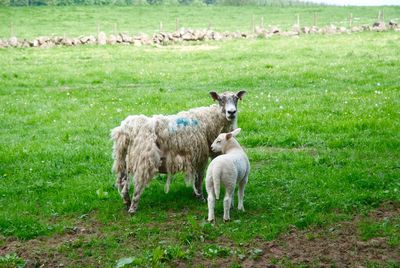 Sheep standing in a field