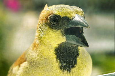 Close-up of a bird