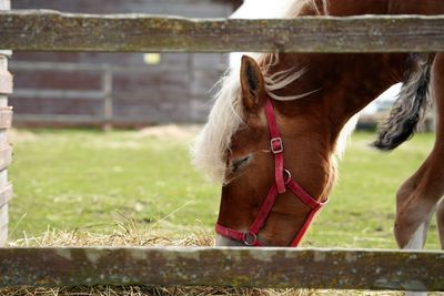 Close-up of horse on field