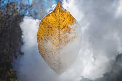 Close-up of yellow leaf against sky