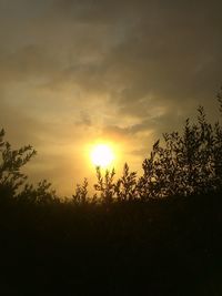 Sun shining through trees