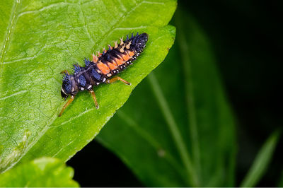 Close-up of insect on leaf