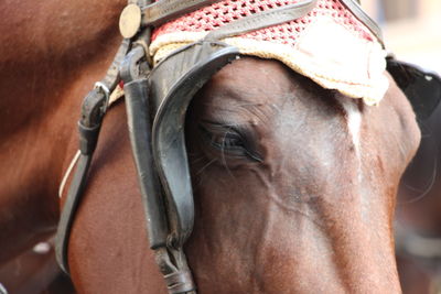 Close-up of horse