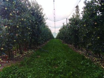 Trees growing in field