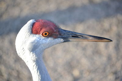 Close-up of a bird looking away