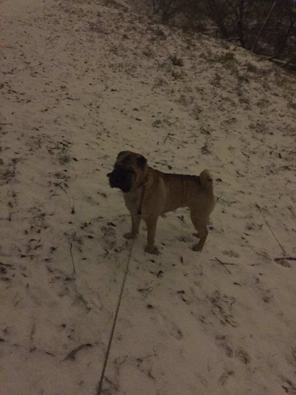 DOG STANDING ON GROUND