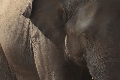 Close up of a beautiful and huge female indian elephant in kaziranga national park 