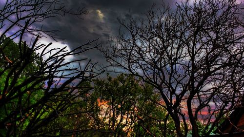 Low angle view of bare tree against sky