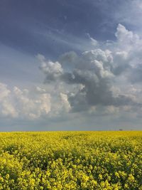 Oilseed rape field against cloudy sky