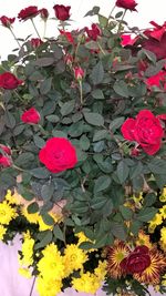 Close-up of red flowers