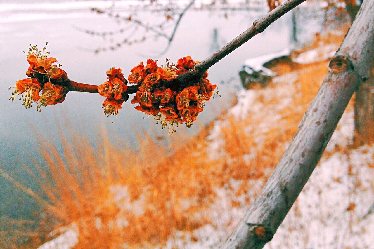 focus on foreground, branch, autumn, orange color, close-up, tree, nature, change, season, growth, beauty in nature, leaf, twig, outdoors, tranquility, selective focus, red, stem, day, plant