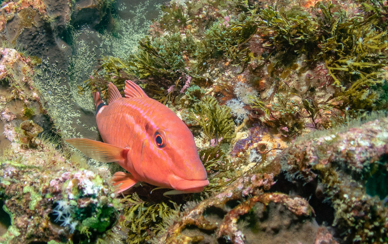 FISHES SWIMMING IN SEA