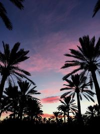 Silhouette palm trees against sky during sunset