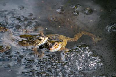 Frogs spawning