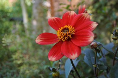 Close-up of red hibiscus flower