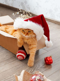 Cute ginger cat in box with christmas and new year decorations.fluffy pet with red santa claus hat.