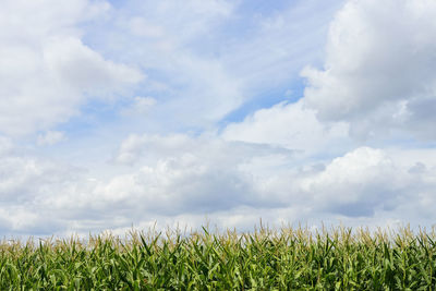 View of corn field against cloudy sky