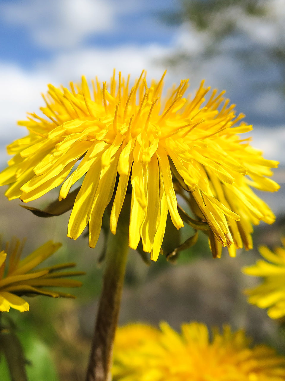 flower, yellow, freshness, petal, fragility, flower head, growth, beauty in nature, focus on foreground, close-up, nature, blooming, single flower, stem, pollen, plant, in bloom, blossom, outdoors, dandelion