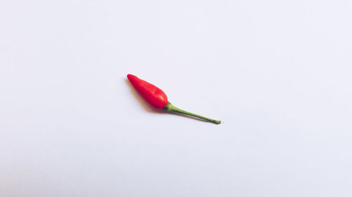 Close-up of red chili pepper against white background