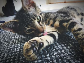 Close-up of cat lying down