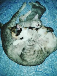 High angle view of cat sleeping on bed