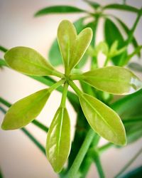 Close-up of green leaves